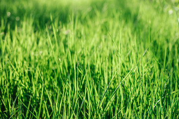 Beautiful green background by the fresh grass.