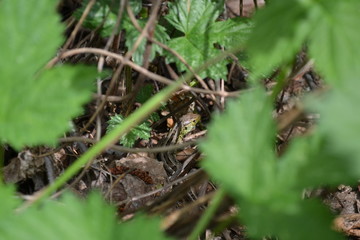  lizard