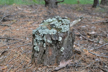 forest
