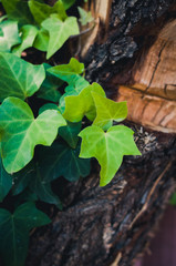 leaves in the forest