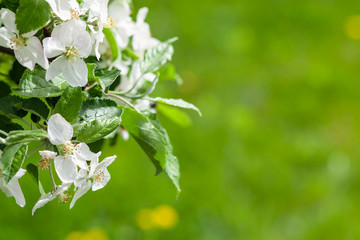 Flower of apple in focus on the background of green grass