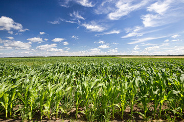 fresh green field