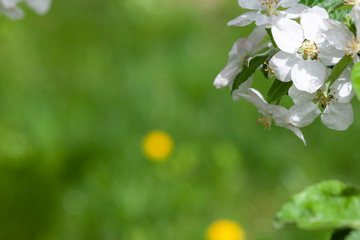  Spring green background flower of apple in focus on the background of green grass
