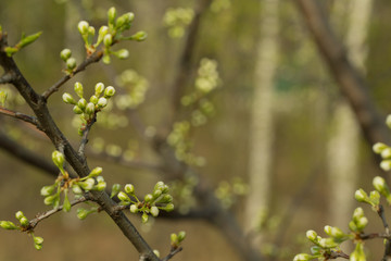 The branch of the Apple tree on which there are unopened buds. Green background