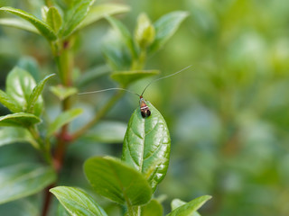 Südliche Langhornmotte (Adela australis). Kleine Schmetterling mit langen Fühlern in Provence