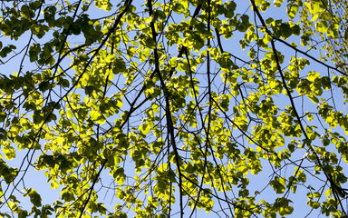 Young green foliage