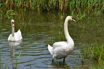 two white swans on the lake