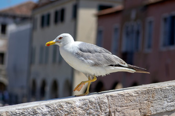 Larus michahellis italian bird, Yellow-legged Gull on stone bridge in Chioggia town