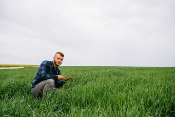 Naklejka na ściany i meble Agronomist with green wheat in hands. Field of wheat on background
