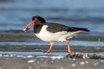 austernfischer mit muschel