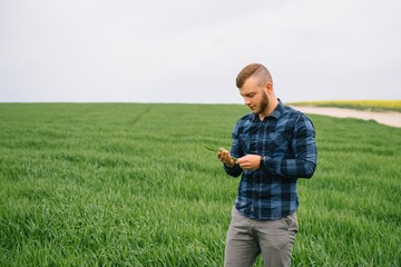 Agronomist with green wheat in hands. Field of wheat on background