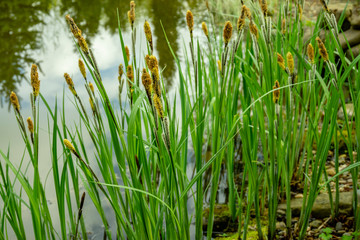 Carex melanostachya, Sedge (Carex nigra), Black or common sedge blooms on shore of magical pond among stones. Selective focus. Reflection of evergreens in mirror of pond. Nature concept for design.