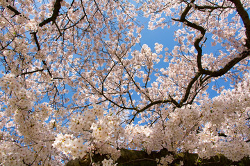 Fototapeta premium Tree in bloom