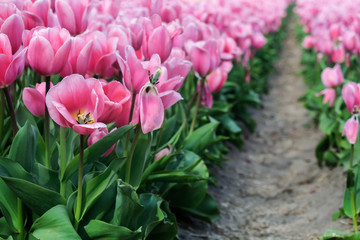 Obraz premium pink tulips in the garden