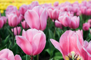 Fototapeta premium pink tulips in the garden