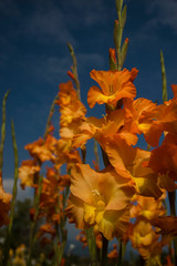 orange gladiolus in the garden