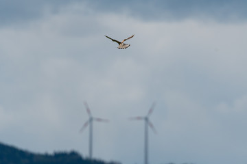 Windkraftanlage mit Greifvogel