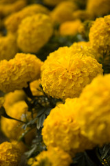 Tagetes erecta in the garden