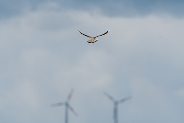 Windkraftanlage mit Greifvogel