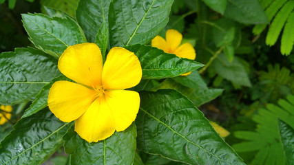 browallia speciosa in the garden