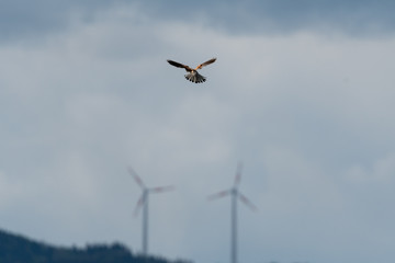 Windkraftanlage mit Greifvogel