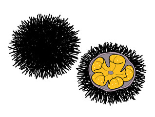 Fototapeta premium ウニ イラスト