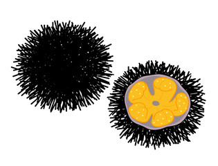 Fototapeta premium ウニ イラスト