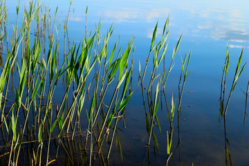 Obraz premium Scenic Shot Of Nature. Cropped Shot Of Lake. Green Reeds In The Lake, Close Up. 