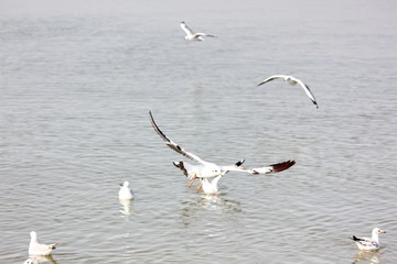 Fototapeta na wymiar seagulls freedom fly with seagulls on sea background