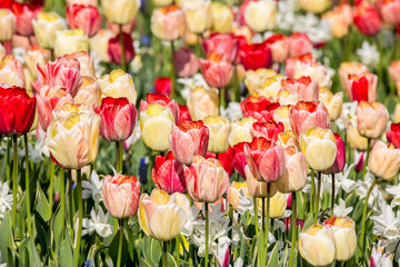 Panorama aus vielen bunten Blumen