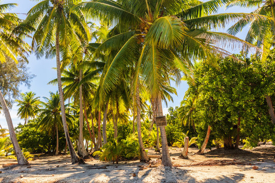 Palm trees on beach island getaway lush tropical background. Exotic travel destination.