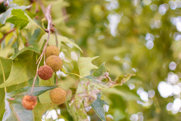 Horse-chestnuts on conker tree branch with bokeh background