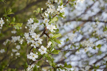 white cherry flowers on green leaf background