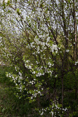 white cherry blossoms on a light background of leaves and sky
