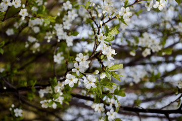 white cherry blossoms on a light background of leaves and sky