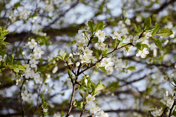 white cherry blossoms on a light background of leaves and sky
