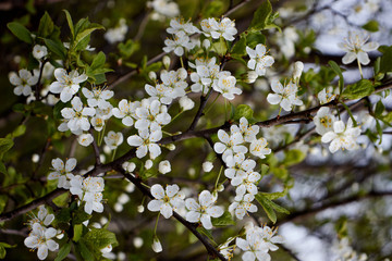 white cherry flowers on green leaf background