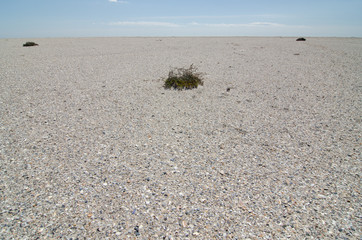  desert shore
