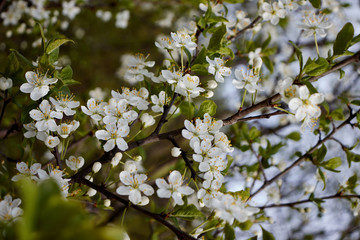 white cherry flowers on green leaf background