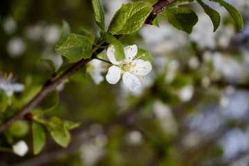 green cherry branch with white flowers yellow stamens