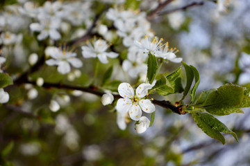 white cherry flowers on green leaf background