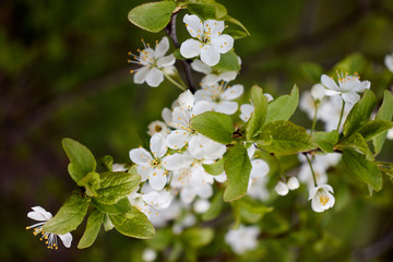 cherry branch with white flowers