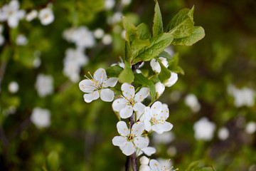 green cherry branch with white flowers yellow stamens