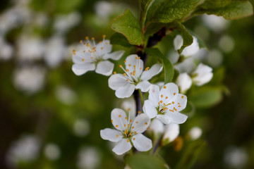 cherry branch with white flowers