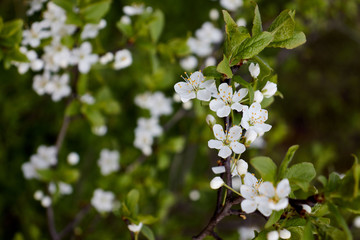 green cherry branch with white flowers yellow stamens