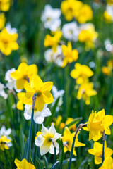 Obraz premium Narzissen gelb und weiß auf einer Wiese