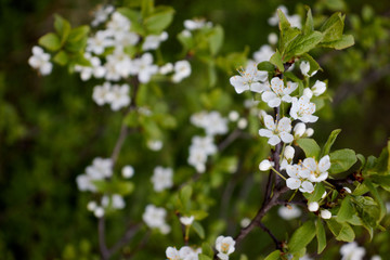 cherry branch with white flowers