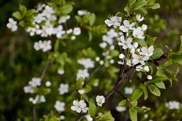 cherry branch with white flowers