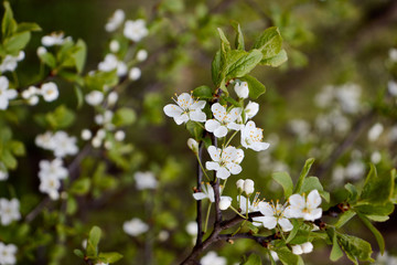 cherry branch with white flowers