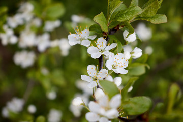 cherry branch with white flowers